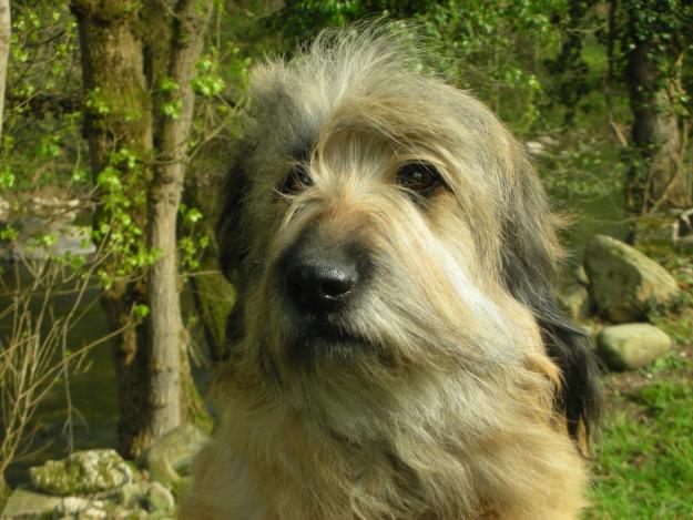 Cachorros de gos d'atura (pastor catalan)