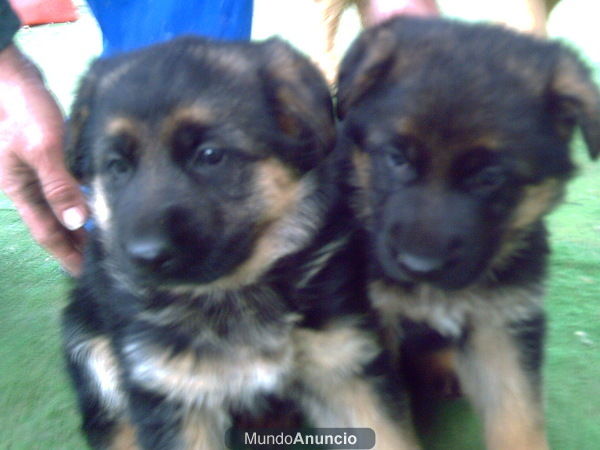 cambio cachorrita de pastor aleman con pedigree por yorkshire o chiguagua