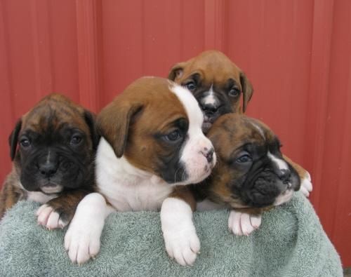 Preciosas cachorritas de boxer