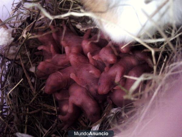 Se vende Camada de Hamster Común