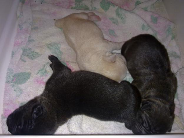 shar peis linea china