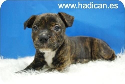 Staffordshire Bullterrier de garan calidad y con las mejores garantias.