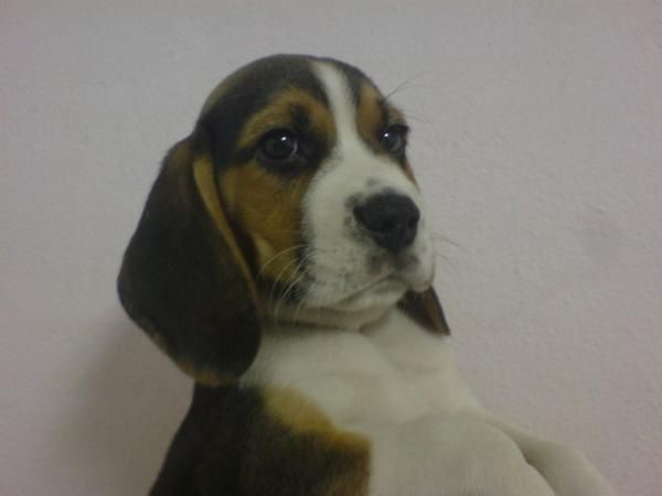 BEAGLE  perro  alegre,  perros, cachorros, criadero, venta.   El estándar lo describe como un perro alegre, intrépido,