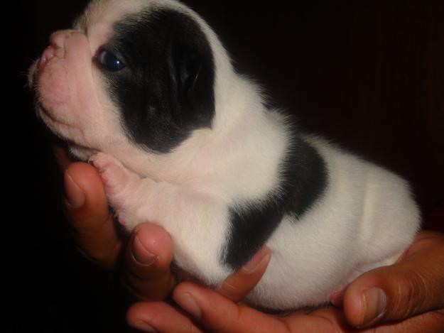 BULLDOG FRANCES MACHO CAMADA 100% FAMILIAR