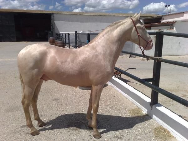 CABALLO PURO LUSITANO DE ORIGEN VEIGA