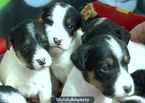 Cachorros Bodegueros