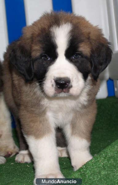 Cachorros san bernardo pura raza en venta