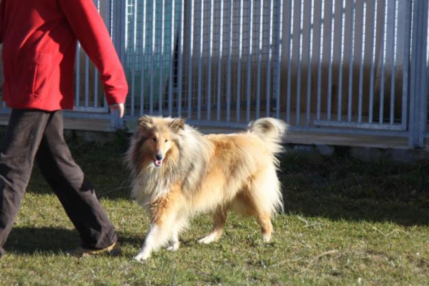 collie, venta de cachorra y jovenes hembras collies