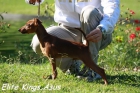 Disponible Cachorro de Pinscher Miniatura - mejor precio | unprecio.es