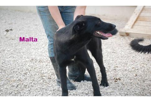 Adopta a Malta