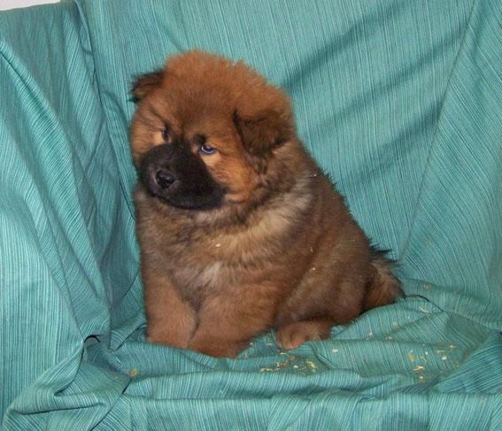 ADORABLES CACHORROS DE CHOW CHOW LEONADO DE PURA RAZA