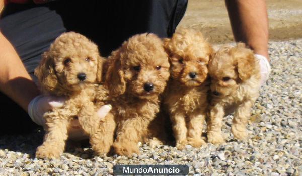 CACHORROS CANICHE TOY  350 €