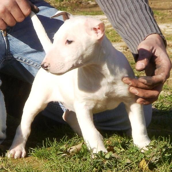 CACHORROS DE BULLTERRIER 650