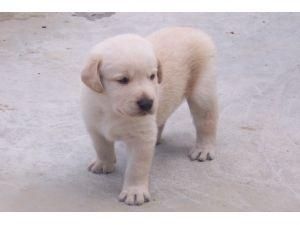 cachorros de labrador no te quedes sin el