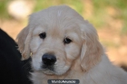 Cachorros Golden Retriever - mejor precio | unprecio.es