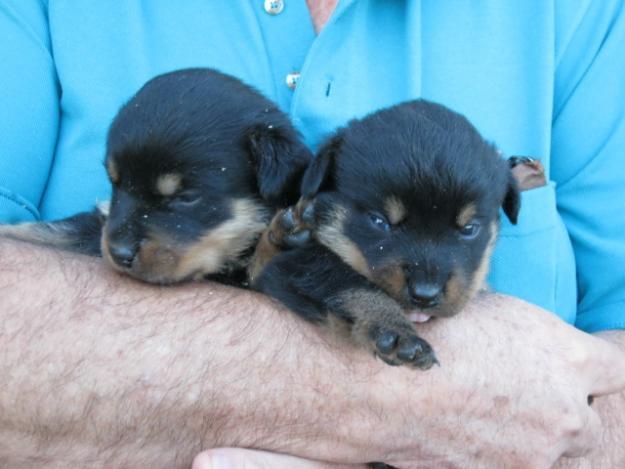 LINDOS CACHORROS DE ROTTWEILER