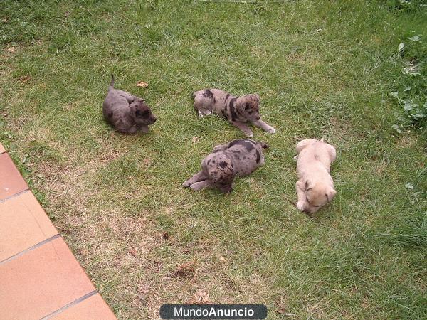 REGALO CACHORROS