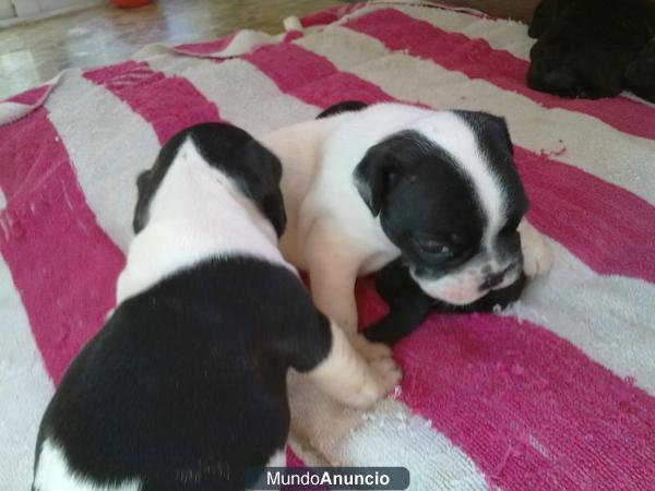 SE VENDEN BULLDOG FRANCESES