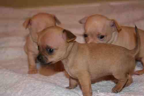 Cachorros de chihuahua con 8 semanas