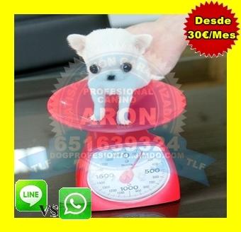 Comprar cachorro chihuahua toy en madrid