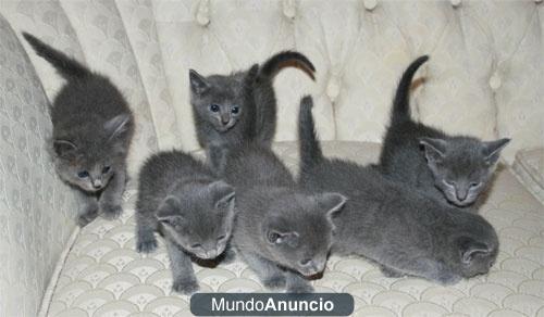 Los gatitos Rusia  azul