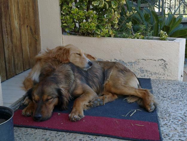 REGALO DOS PERROS, JUNTOS O SEPARADOS