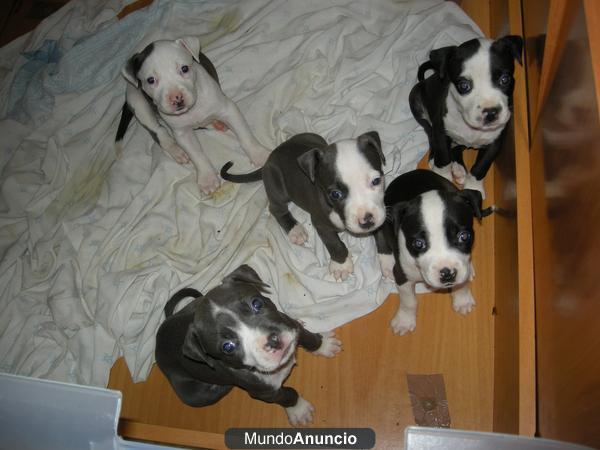 american staffordshire terrier