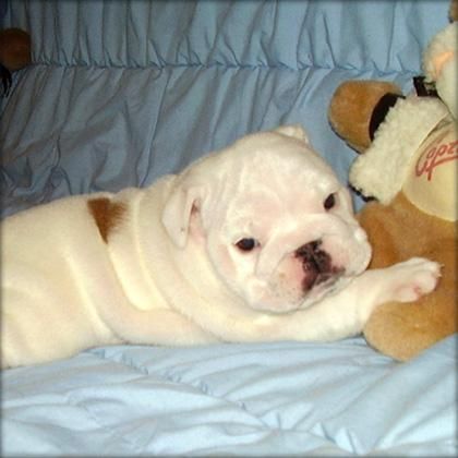 cachorro bulldog excelente