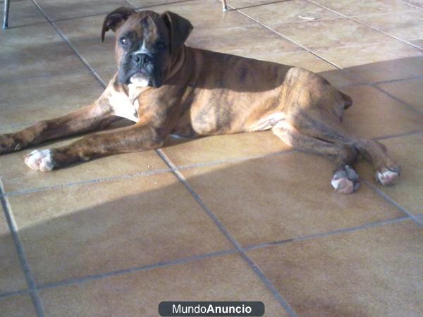 cachorros boxer