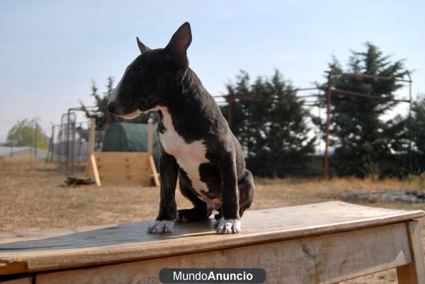 CACHORROS DE BULLTERRIER PARA ENTREGAR CON 2 MESES