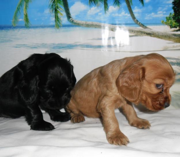 cocker spaniel nacionales