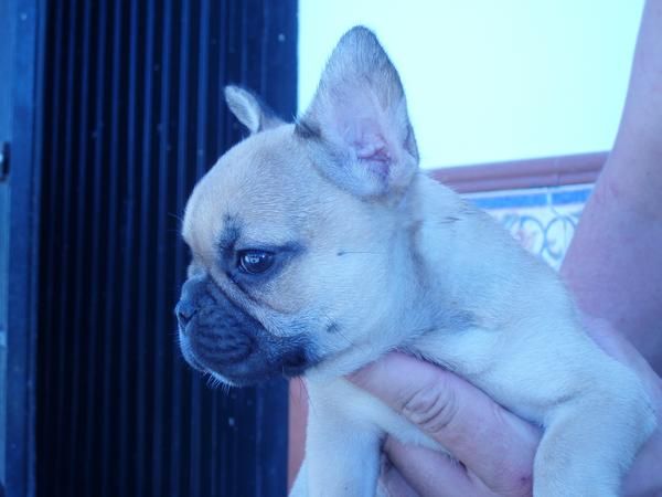 COMPRO UN CACHORRO BULDOG FRANCES, COLOR CANELA