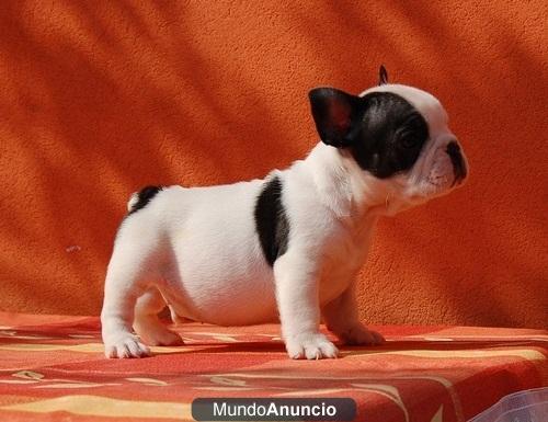 Excelentes cachorros de bulldog frances 100 eu