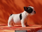 Excelentes cachorros de bulldog frances 100 eu - mejor precio | unprecio.es