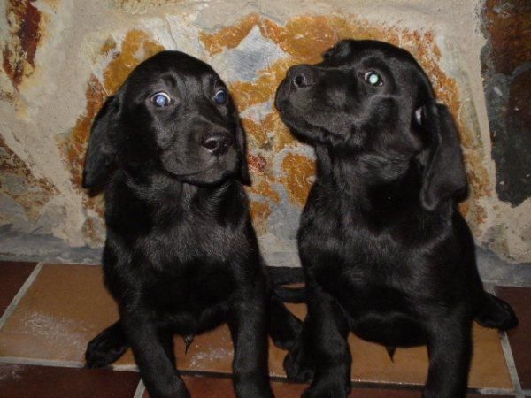 labrador en color negro con pedegree y buenas garantias