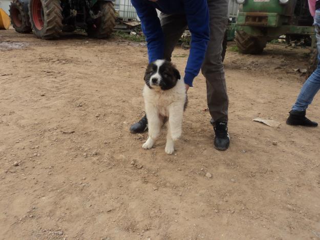 Pastor del caucaso cachorros