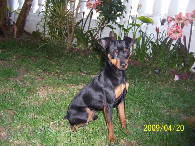 PINSCHER MINIATURA PARA MONTA