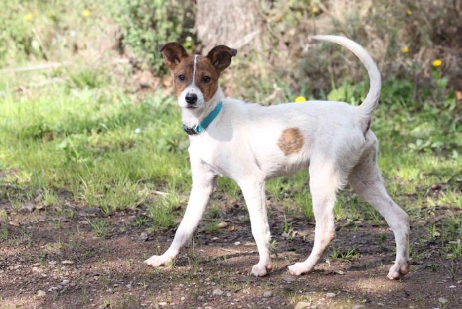 PUNKY, perro pequeño en adopción