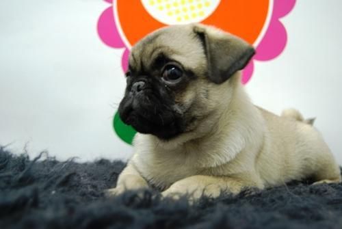 cachorros de carlino, 5 cachorros en barcelona