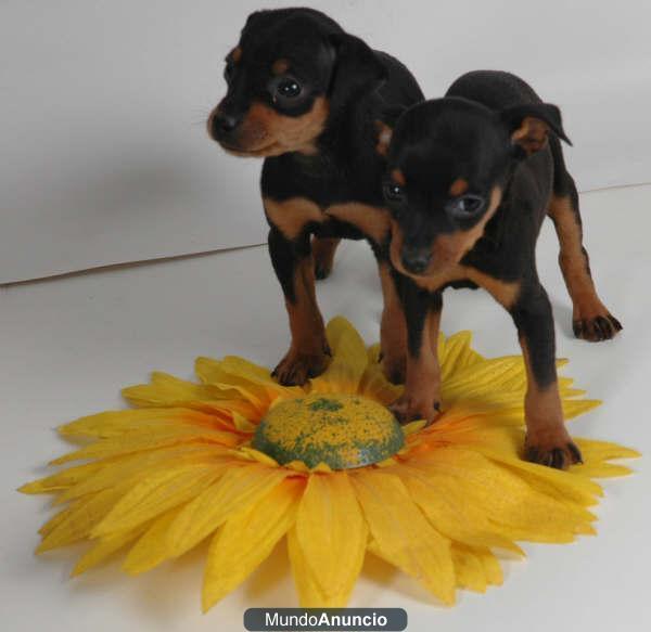 Cachorros de Mini Pincher