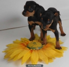 Cachorros de Mini Pincher - mejor precio | unprecio.es