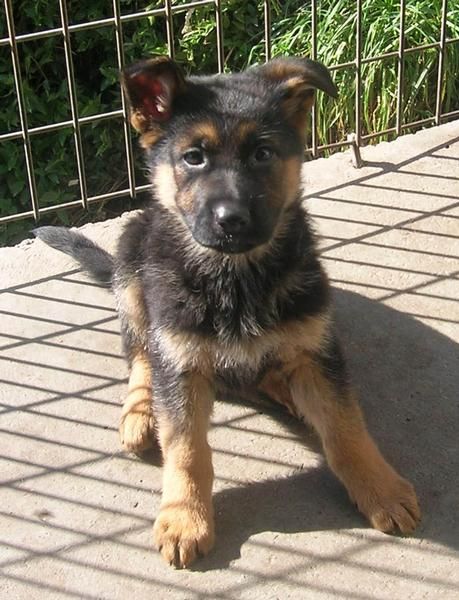 Cachorros de Pastor aleman con pedigree de la RSCE