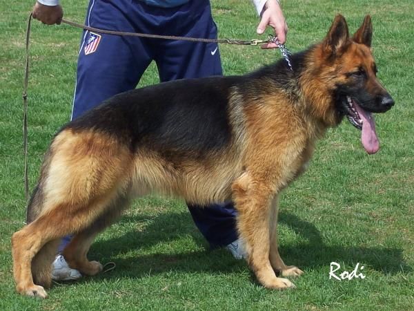 cachorros de pastor aleman con pedigri