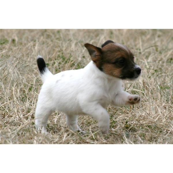 Hermoso CKC Jack Russell Cachorros a la venta.