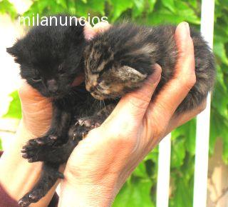 Regalo gatitos nacidos el 12-4-2010