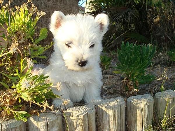 Un precioso westi te esta esperando