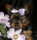 Yorkies Magnificiant para hermosa casa buena (disponible)