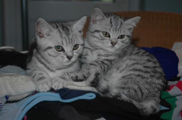 Británica gatitos pelo corto para su familia