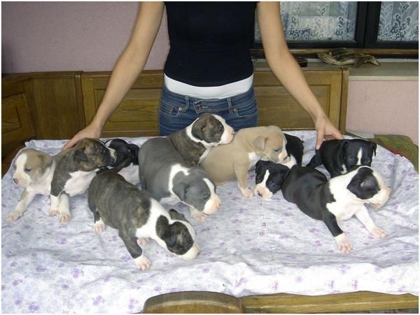 Camadas de cachorros American Stafford Terrier