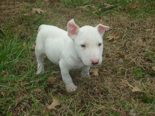 CUMPLIR CON ESTE LINDO Y ADORABLE CACHORRO BULL TERRIER PARA SU ADOPCION.